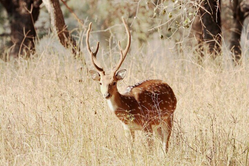 Deer