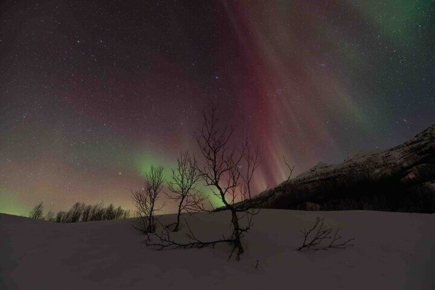 Private Aurora Hunting Adventure Expert Photographer from Alta