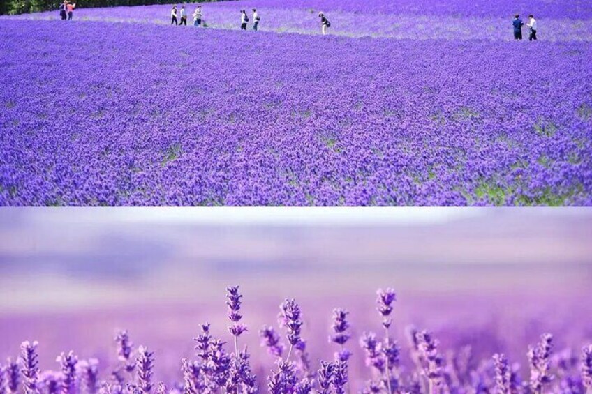 Experience the healing nature of Furano lavender