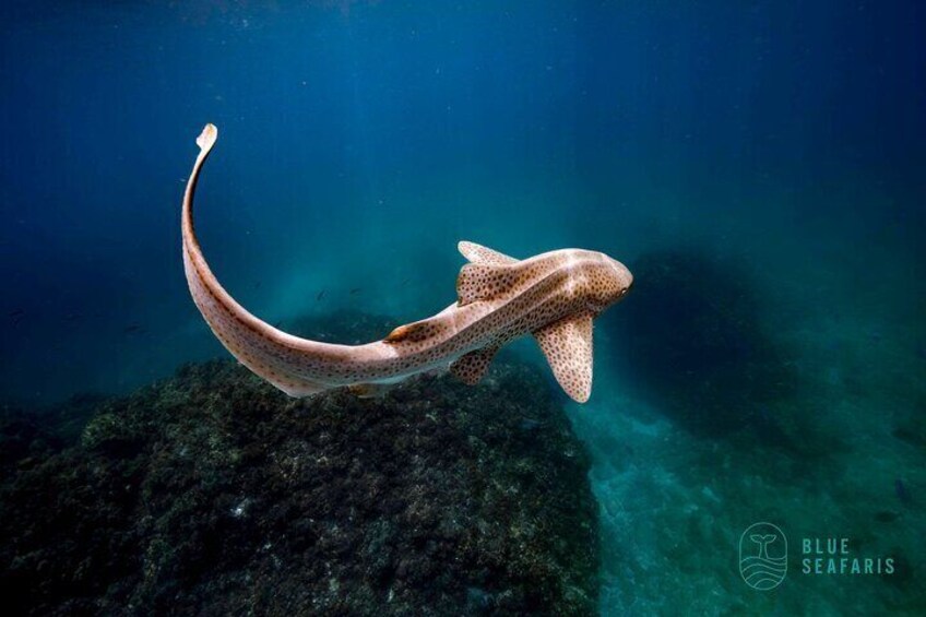 Snorkel Byron Bay