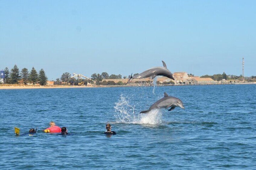 Endless fun in the calm and safe waters of Koombana Bay swimming with wild dolphins