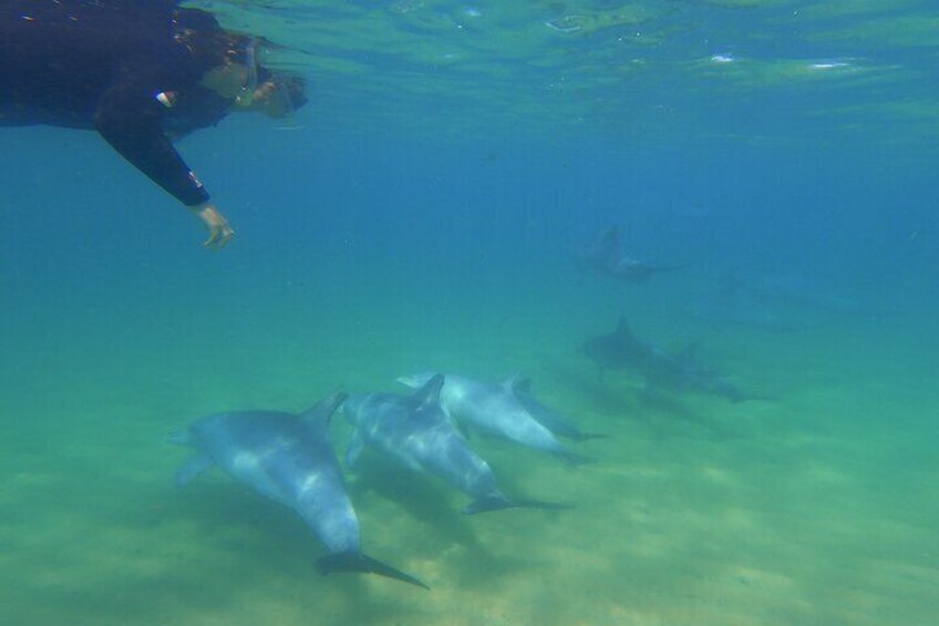 Dolphins guaranteed on our 4hrs Swim With The Dolphins Tour in Bunbury, 2hrs South of Perth