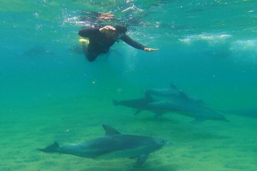 Swim with the wild bottlenose dolphins of Koombana Bay