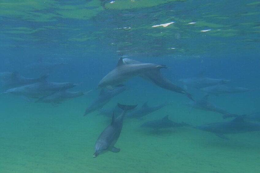 lots of dolphins in the bay