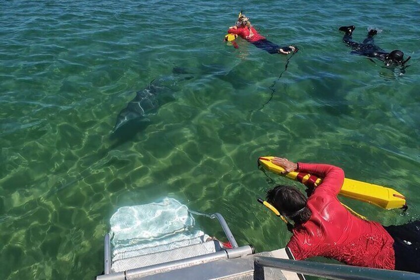 Wild and free bottlenose dolphin interaction on our Dolphin Swim Tour