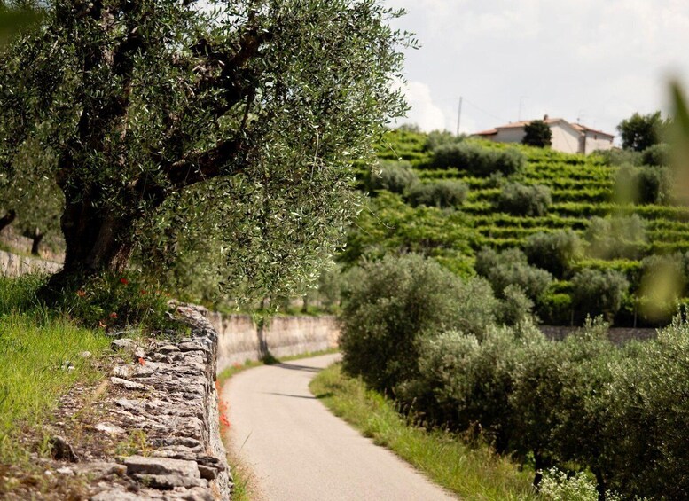 Picture 4 for Activity Valpolicella Wine Museum: E-bike rental with App and Tasting