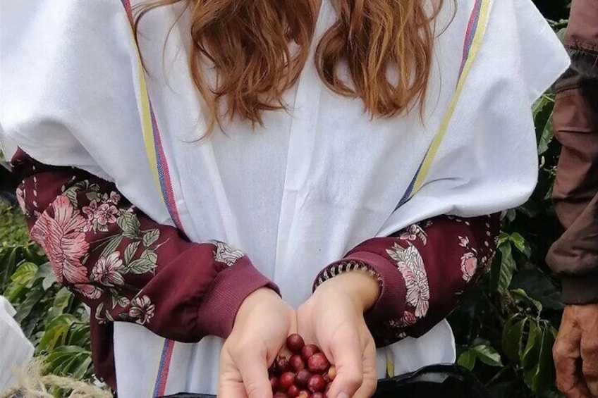 Coffee Tour with Cable Car in Medellin 