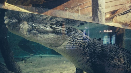 エマール・スカイ・ビュー展望台と水族館のセット