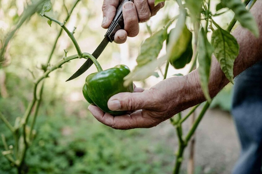 Picture 2 for Activity Naxos: Cooking experience near Kouros, Tour and Live Music