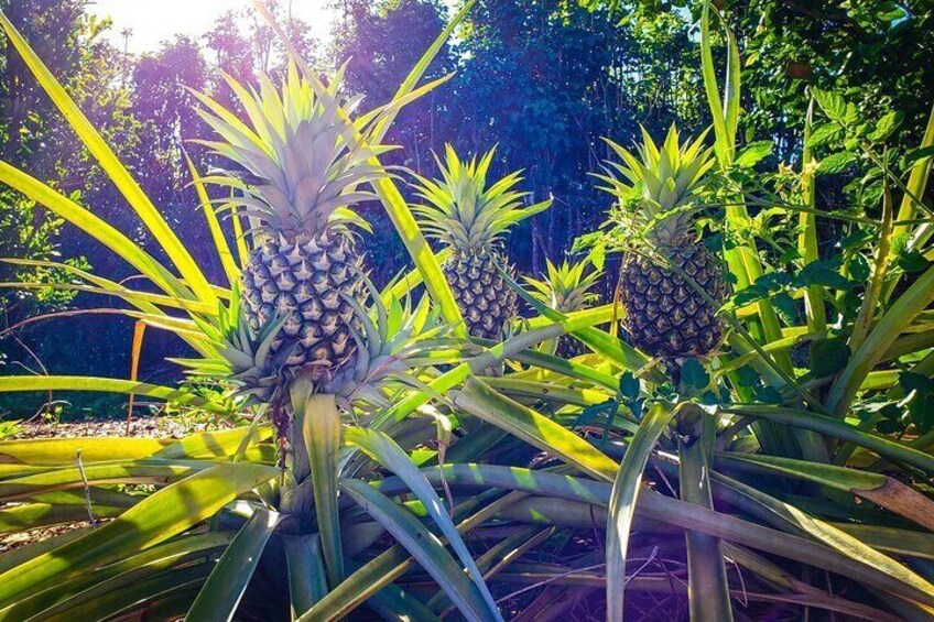 Private Tour Maui Pineapple Farm in Haliimaile