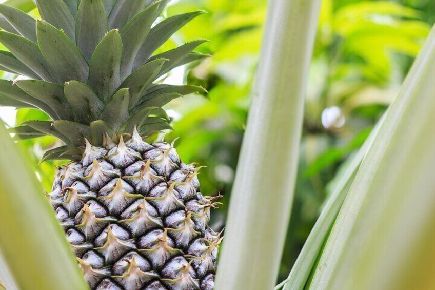 Private Tour Maui Pineapple Farm in Haliimaile