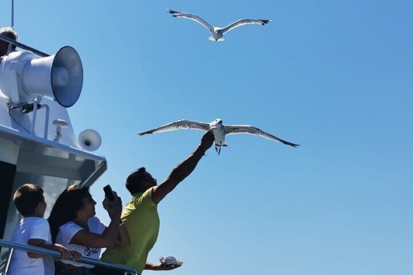 Seagulls