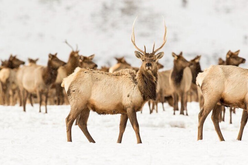 Private Tour Grand Teton National Park