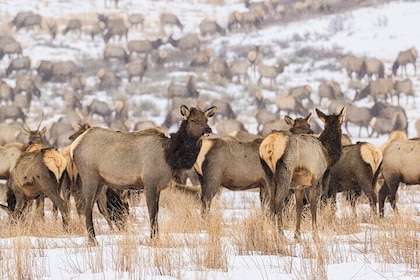 Private Tour Grand Teton National Park