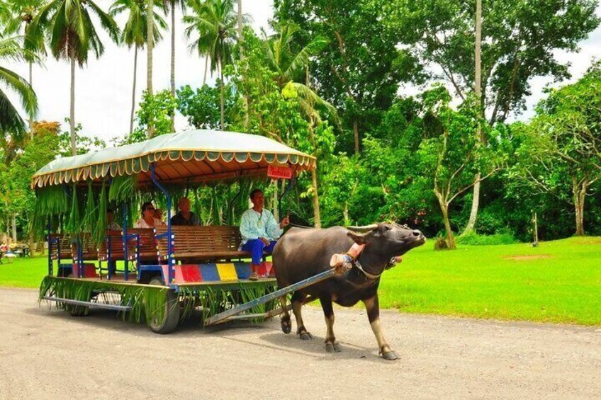 CARABAO CART RIDING 