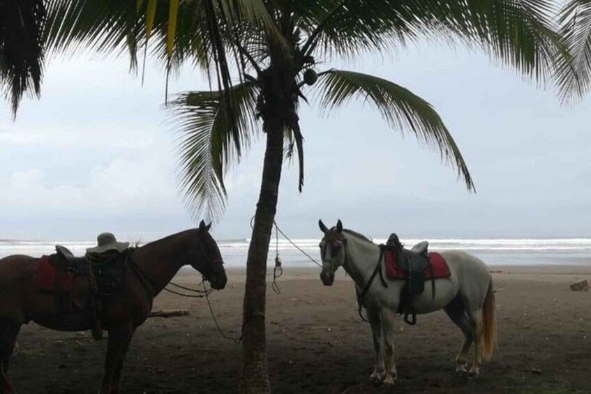 Picture 2 for Activity Esterillo Este: Personalized Beach Horseback Adventure