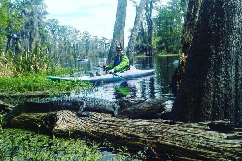 Plantation and Kayak Swamp Tour Adventure