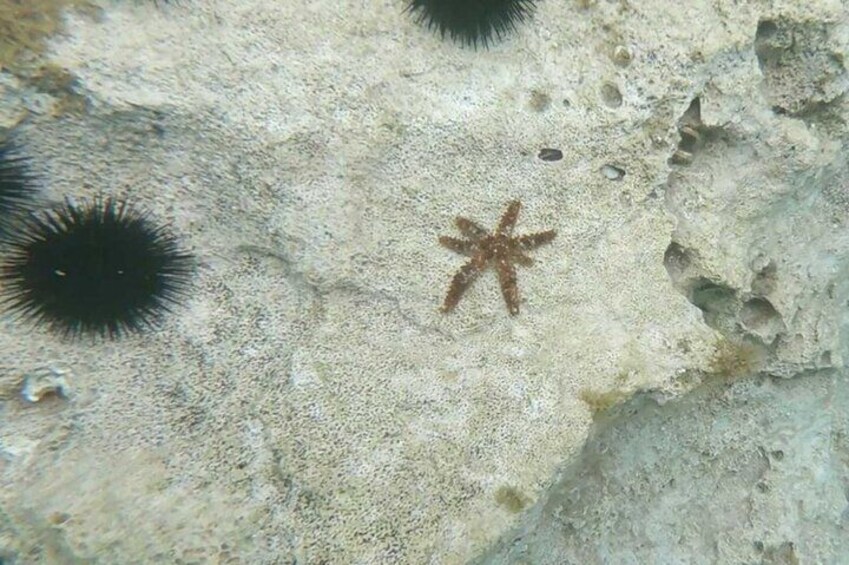 Cala Gonone Snorkeling in the Orosei Gulf