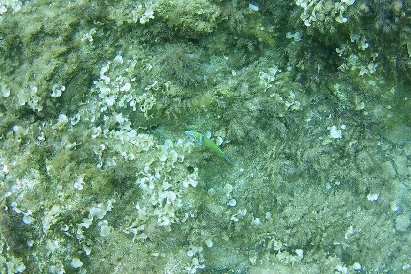 Cala Gonone Snorkeling in the Orosei Gulf