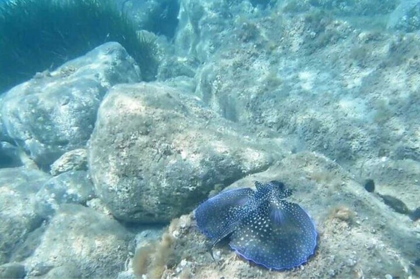 Cala Gonone Snorkeling in the Orosei Gulf