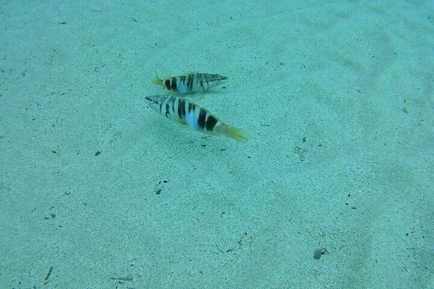 Cala Gonone Snorkeling in the Orosei Gulf