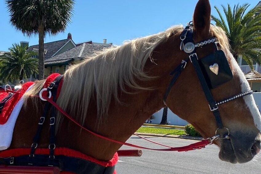 Horse Drawn Carriage Tour of Saint Augustine