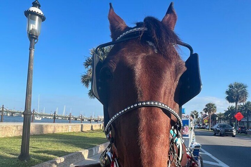 Horse Drawn Carriage Tour of Saint Augustine