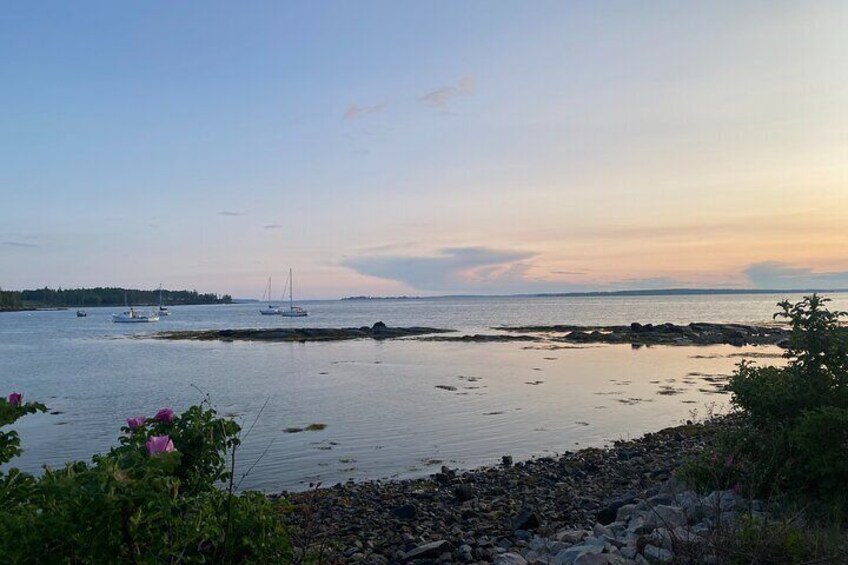 Harbor roses line many of the coves across Mount Desert Island, home of Acadia National Park.