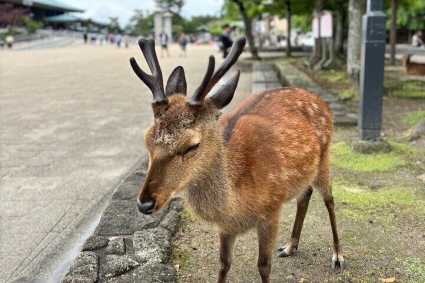 Hiroshima and Miyajima by Bike and Boat