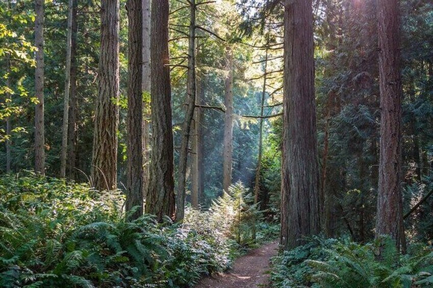 Explore Snoqualmie, Waterfalls and an Ancient Forest