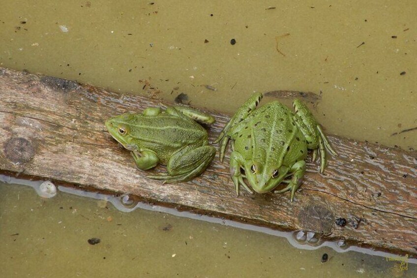 Green frogs thermoregulate their body temperature when exposed to sunlight