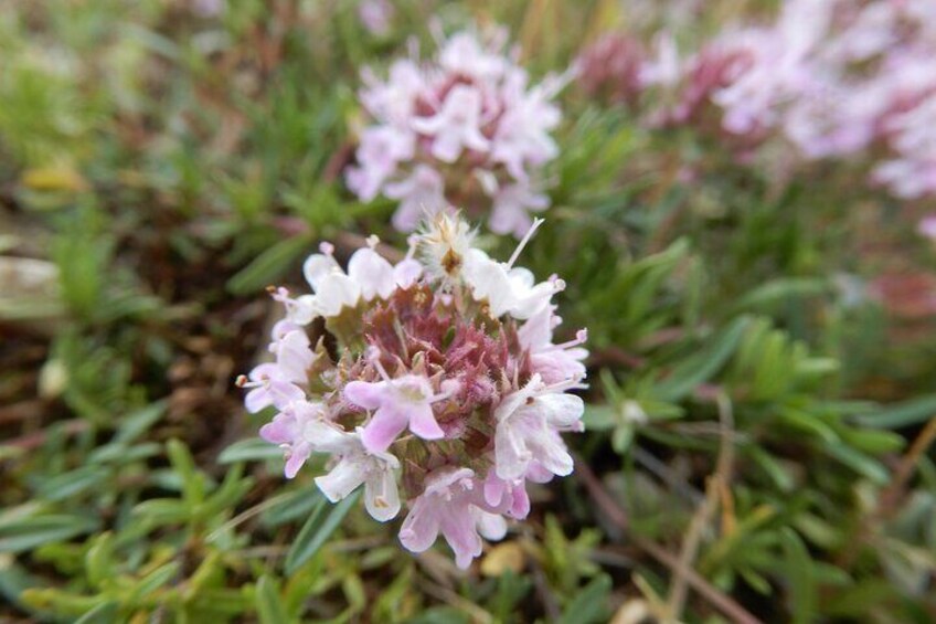 Wild thyme, one of the various aromatic herbs present in the Murge.