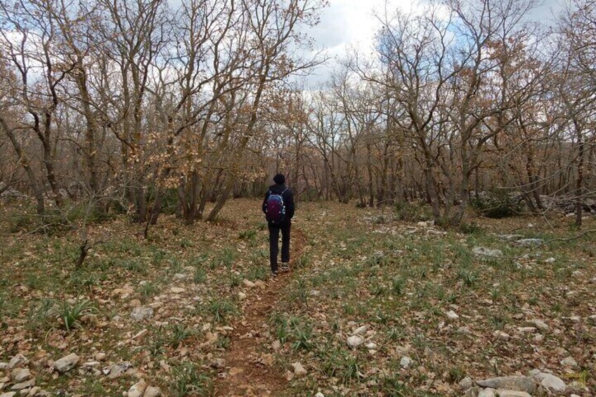 The foliage of the oak forest in winter, waiting for the arrival of spring.