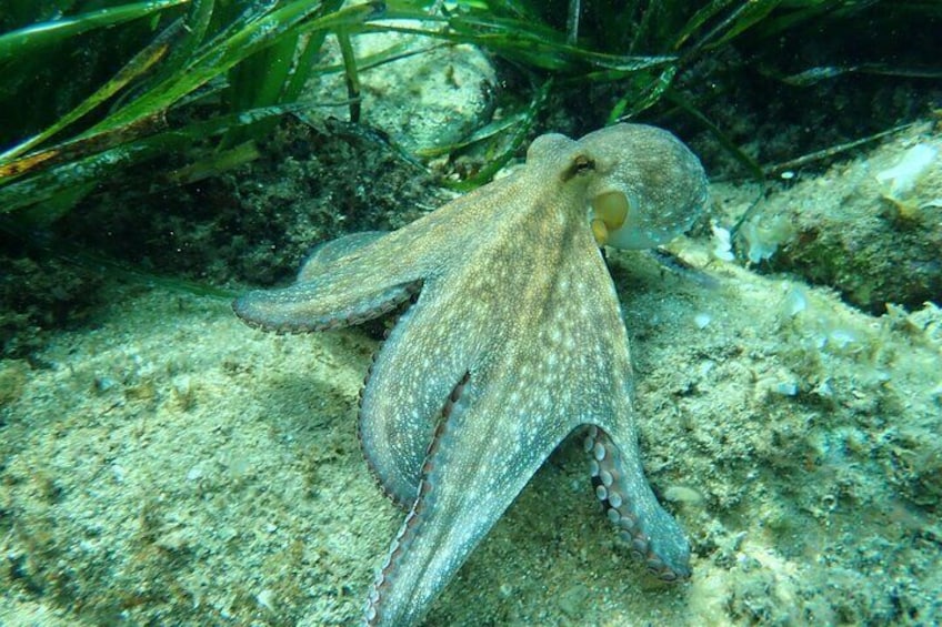 Hike and Snorkel Costa Brava Explore Medieval Tossa de Mar