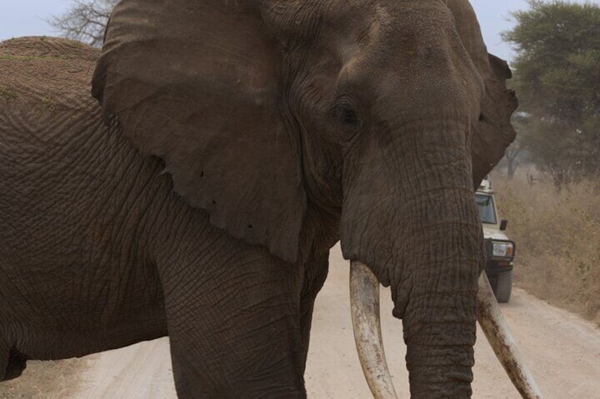 The oldest elephant of your entire Tarangire life