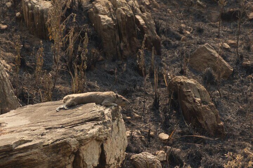 Rock Hyrax laid out in the late afternoon sun