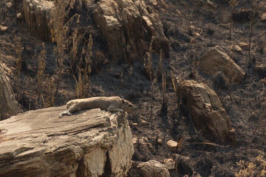 Rock Hyrax laid out in the late afternoon sun