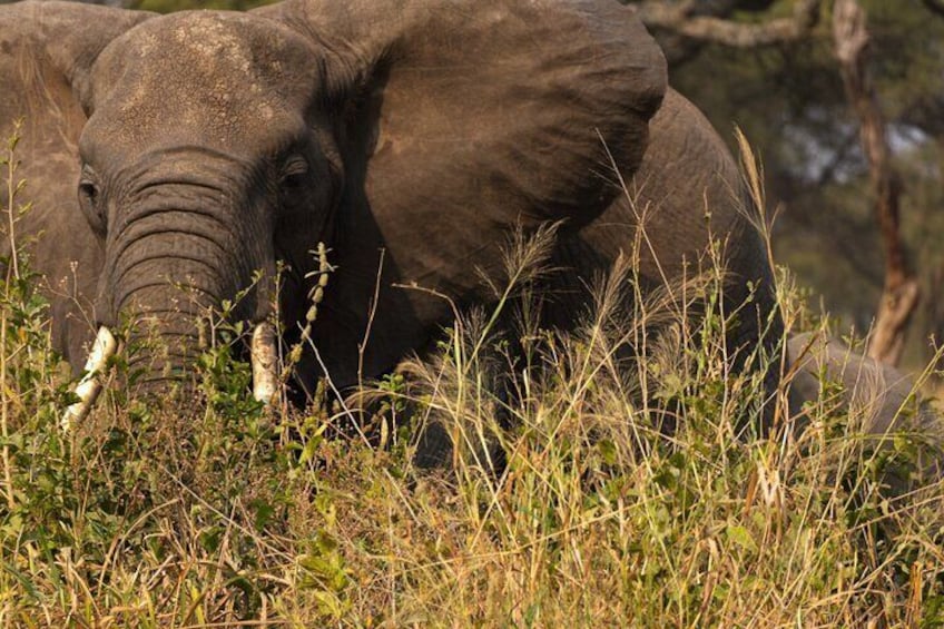 Elephant enjoying an afternoon meal