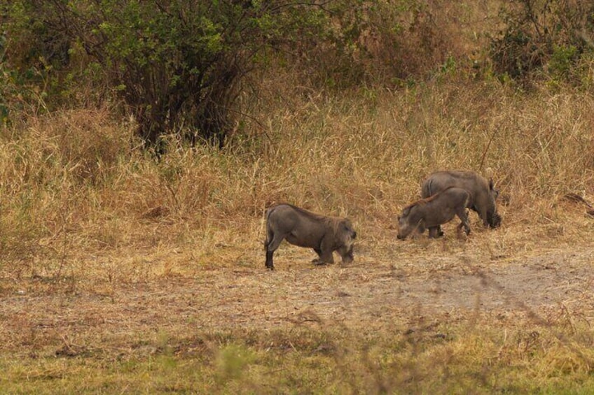 Pumba family enjoying a graze