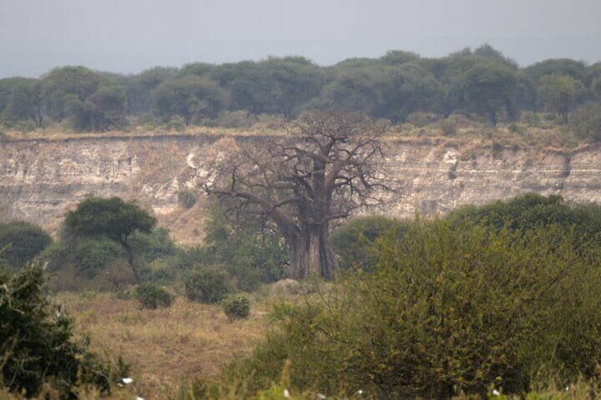 Baobab tree along the backdrop