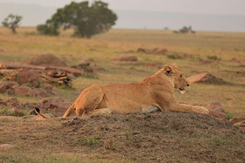 5 Day Zanzibar to Nyerere and Ruaha Luxury Safari Fly in and Out