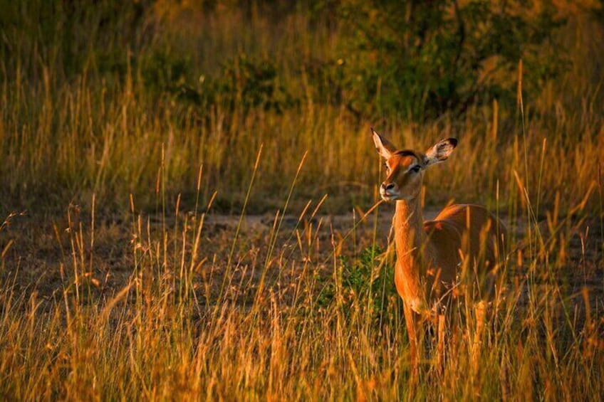 5 Day Zanzibar to Nyerere and Ruaha Luxury Safari Fly in and Out