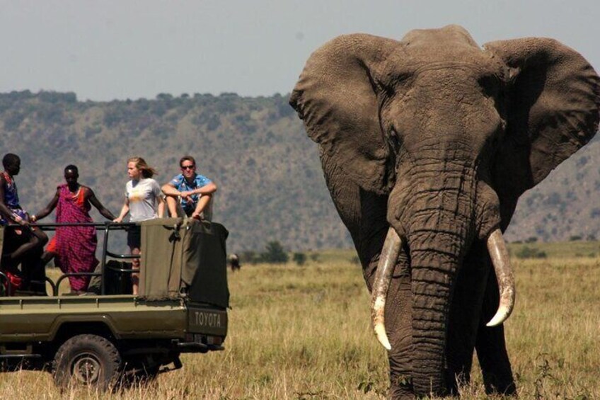 Half Day Hluhluwe Imfolozi Big 5 Safari from Richards Bay