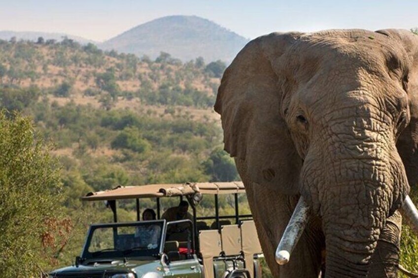 Half Day Hluhluwe Imfolozi Big 5 Safari from Richards Bay