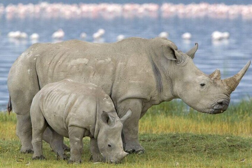 Half Day Hluhluwe Imfolozi Big 5 Safari from Richards Bay