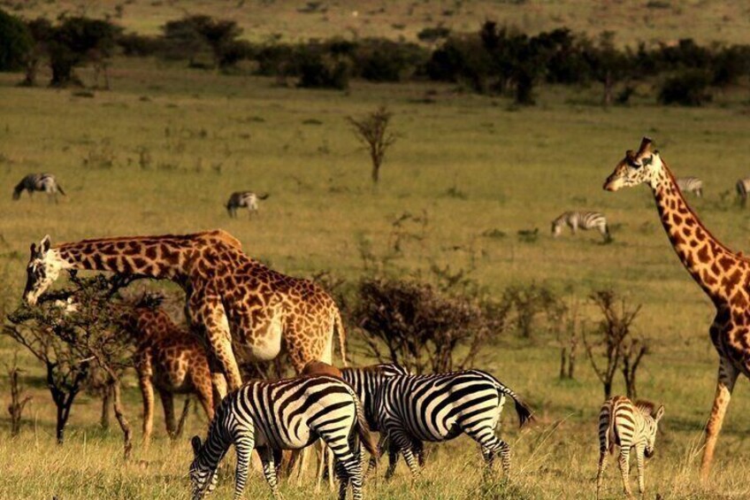 Half Day Hluhluwe Imfolozi Big 5 Safari from Richards Bay