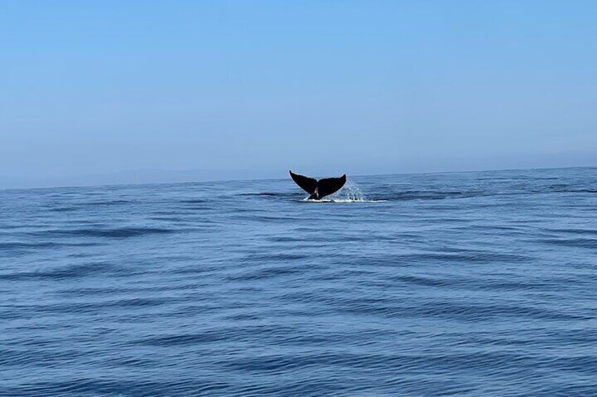 San Diego Whale & Dolphin Adventure 