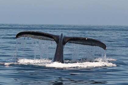 Up Close Whale & Dolphin Adventure San Diego