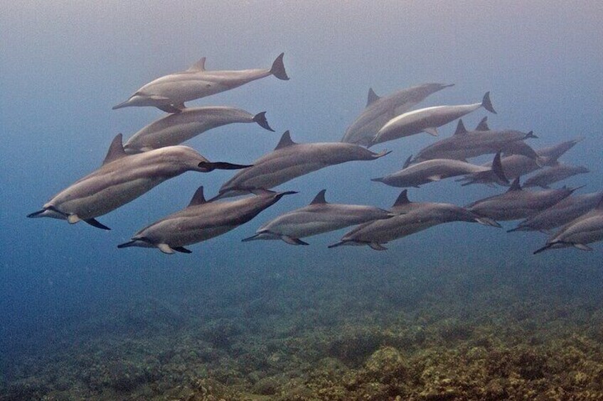 Kauai's Only Boat Dive for Non-Certified SCUBA Divers