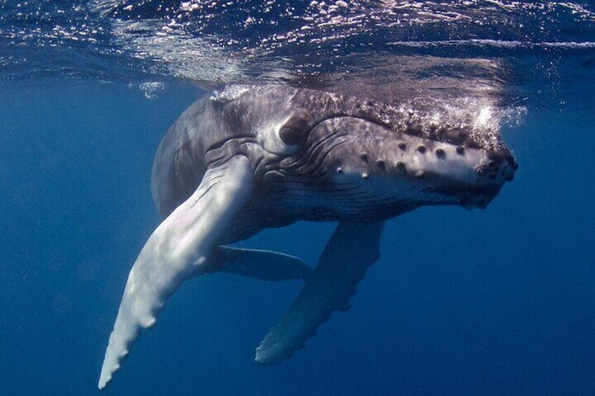 Kauai's Only Boat Dive for Non-Certified SCUBA Divers